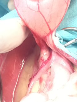 Épanchement purulent dans la cavité rétropéritonéale lors de la laparotomie. (photo Dr Millet, clinique vétérinaire des Hutins)
