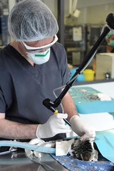 Chirurgie au laser, clinique vétérinaire des Hutins