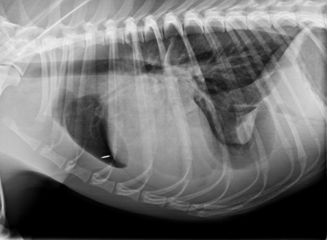 Clichés radiographiques thoraciques 1